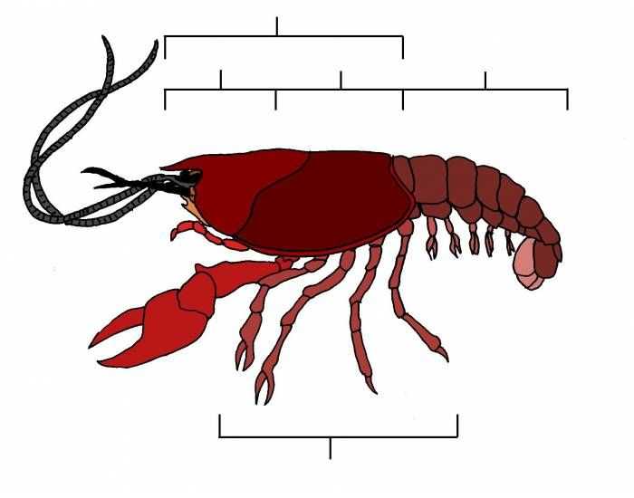 Crayfish Dissection Worksheet Also 34 Best Dissections Images On Pinterest