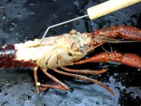 Crayfish Dissection Worksheet and â· Crayfish Anatomy Part 2 Module 12
