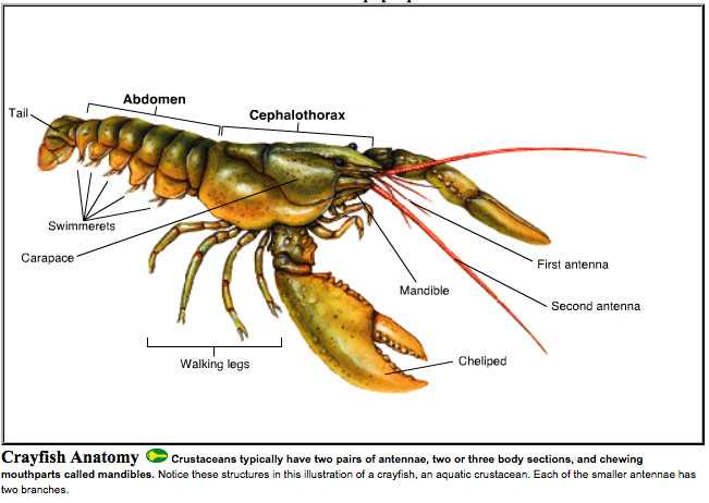 Crayfish Dissection Worksheet as Well as Crayfish Dissection Worksheet