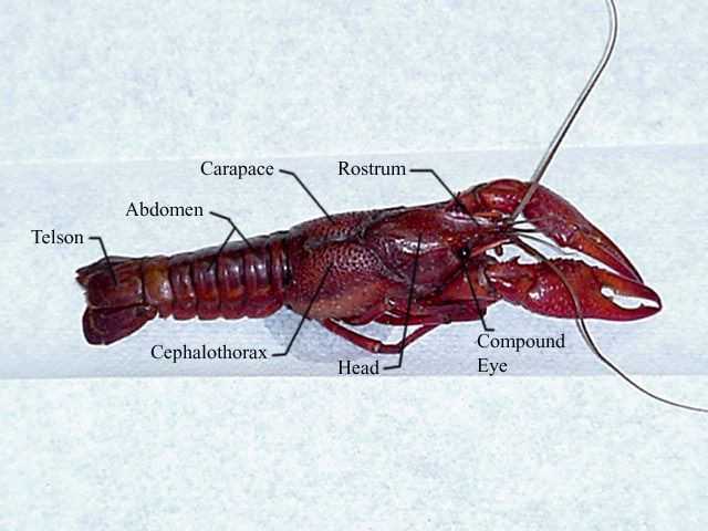 Crayfish Dissection Worksheet together with Crayfish Dissection Worksheet