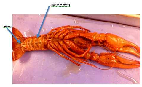 Crayfish Dissection Worksheet with Crayfish Dissection Worksheet