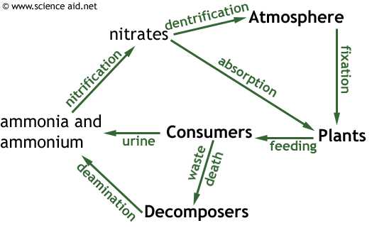 Cycles Of Matter Worksheet Answers Along with Nutrient Cycles Recycling In Ecosystems the Carbon and Nitrogen