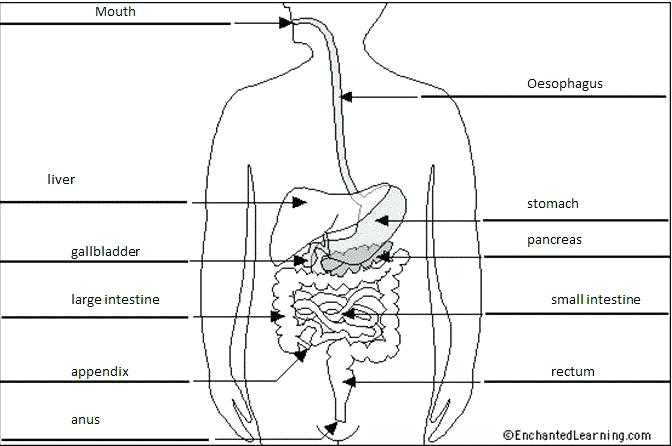Digestive System Worksheet Pdf Along with Coloring Pages – Invatzafo