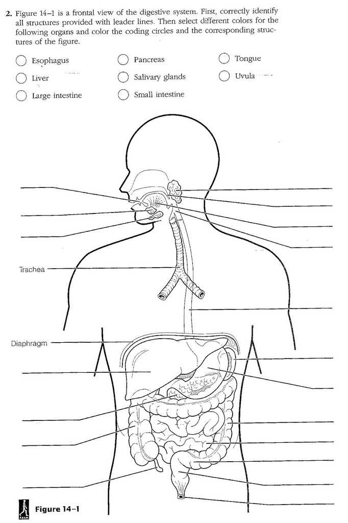 Digestive System Worksheet Pdf Along with Niedlich Endokrine Systemdiagramm Galerie Menschliche Anatomie