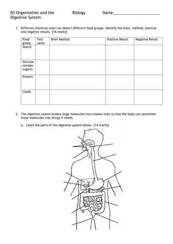 Digestive System Worksheet Pdf Also B3 organisation and the Digestive System formative assessment and