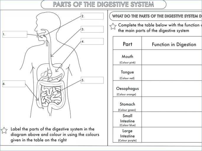 Digestive System Worksheet Pdf Also Coloring Pages – Invatzafo