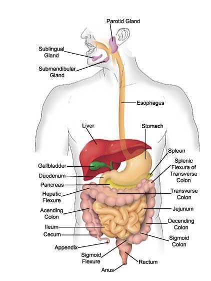 Digestive System Worksheet Pdf Also Our Body S Various Elimination Channels and How to Support them
