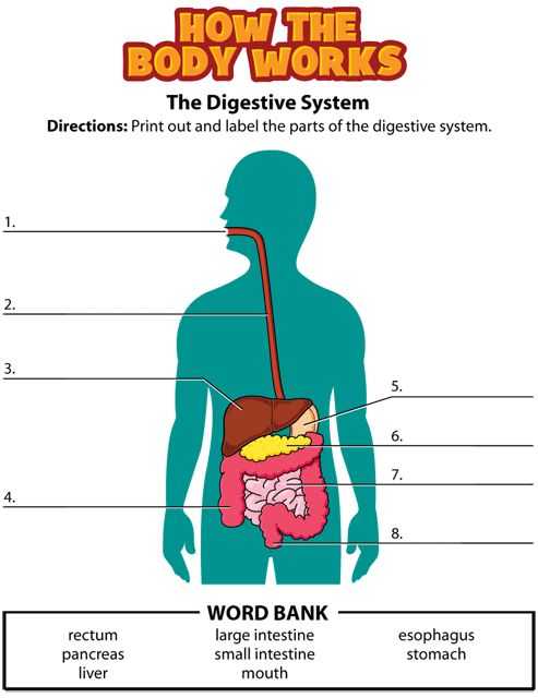 Digestive System Worksheet Pdf and 23 Best Nutrition Images On Pinterest