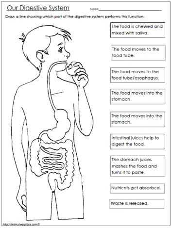 Digestive System Worksheet Pdf or 23 Best Nutrition Images On Pinterest