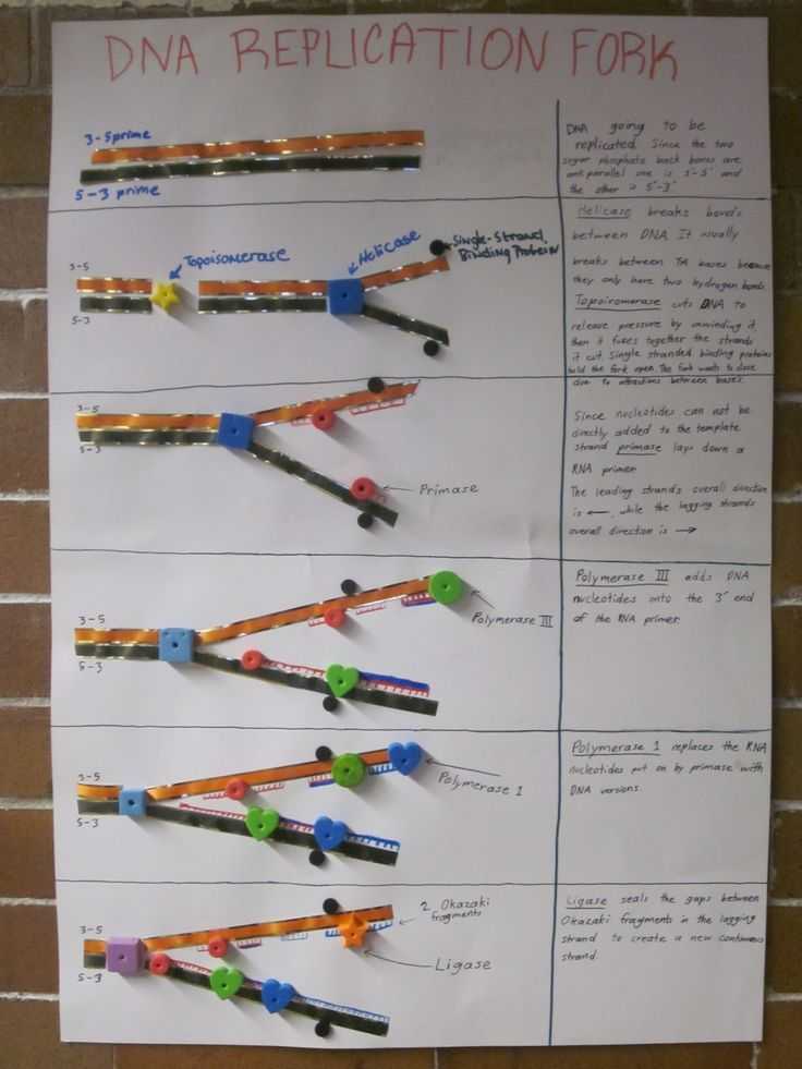 Dna and Replication Worksheet together with Dna Replication Poster Great Idea for Your Dna Activities In the