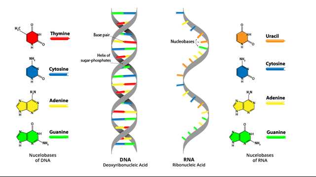 Dna and Rna Structure Worksheet Answer Key Along with Dna Vs Rna – 5 Key Differences and Parison