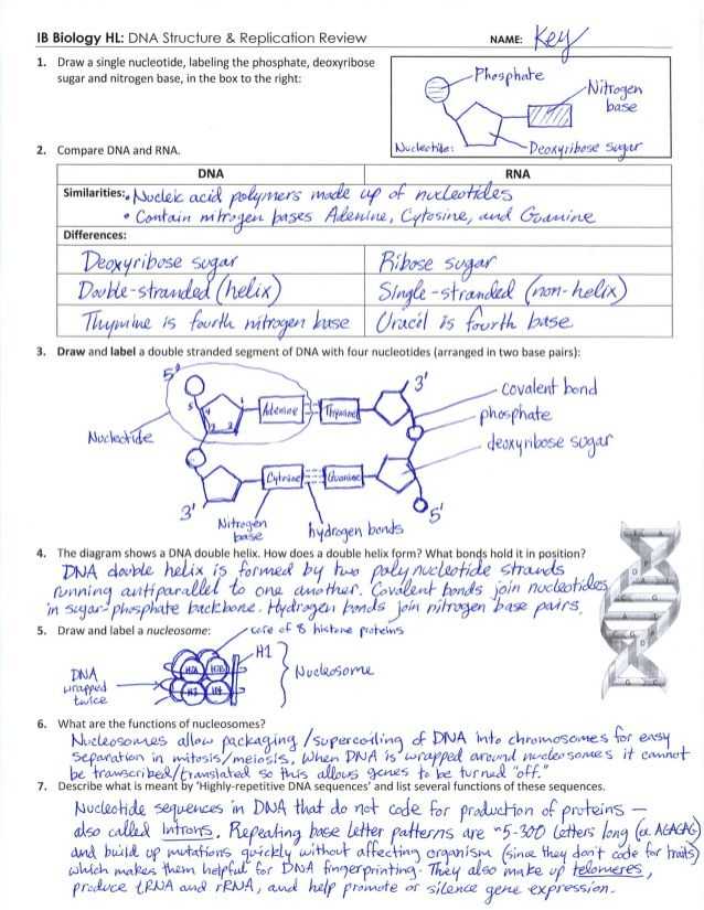 Dna and Rna Structure Worksheet Answer Key or Dna Structure Drawing Worksheet Clipartxtras