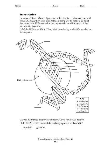 Dna and Rna Structure Worksheet Answer Key with Best Transcription and Translation Worksheet Answers Lovely Dna