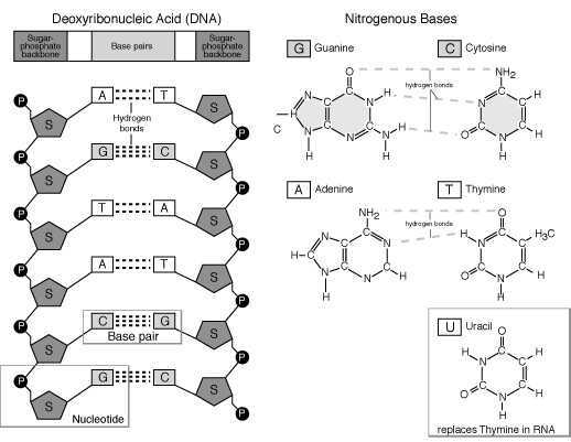 Dna Base Pairing Worksheet and the Structure Of Dna