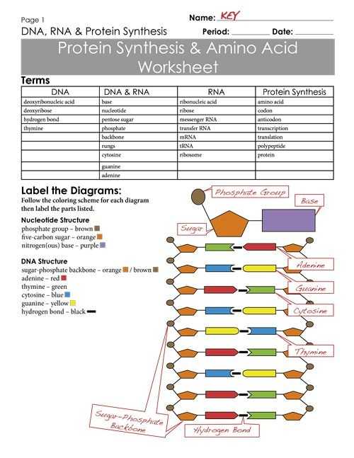 Dna Base Pairing Worksheet Answer Sheet Along with Protein Synthesis and Amino Acid Worksheet Answer Key Luxury 712