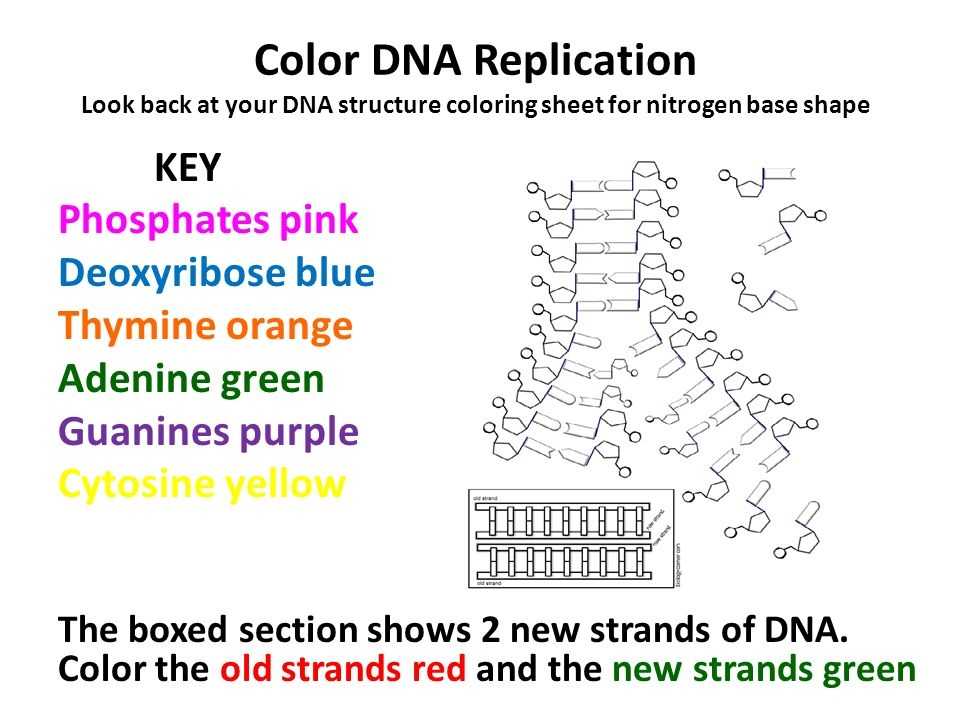 Dna Coloring Worksheet Key Also Best Dna Replication Worksheet Answers Beautiful Emejing Cell