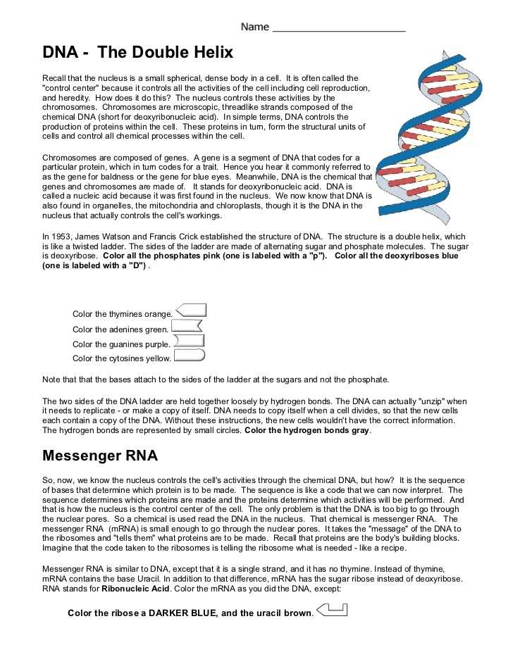 Dna Coloring Worksheet Key as Well as Inspirational Dna Replication Worksheet Answers Luxury Business Plan