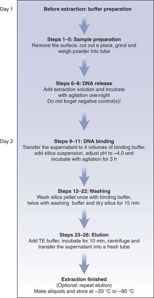 Dna Extraction Virtual Lab Worksheet together with Flow Diagram for Dna Extraction From Ancient Bones and Teeth