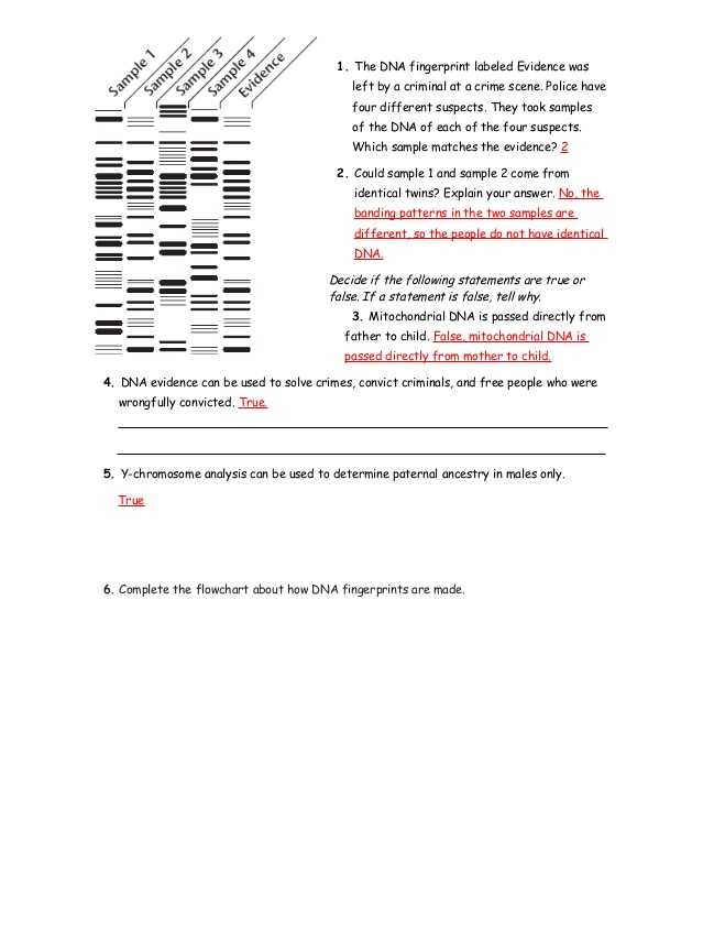 Dna Fingerprinting Worksheet Along with 15 1 3 Study Guide Ans