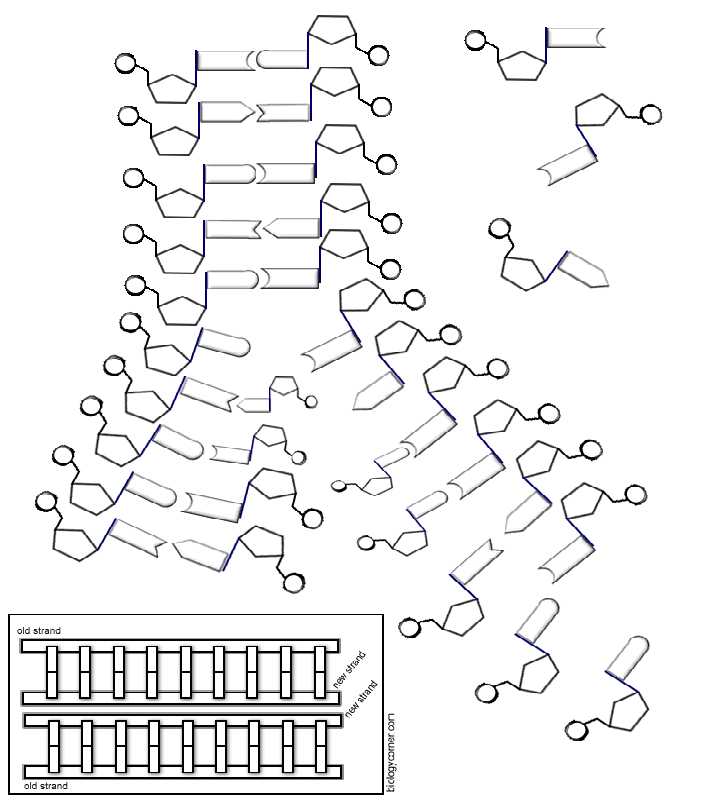 Dna Fingerprinting Worksheet with Lovely Dna Replication Worksheet Answers Beautiful Dna