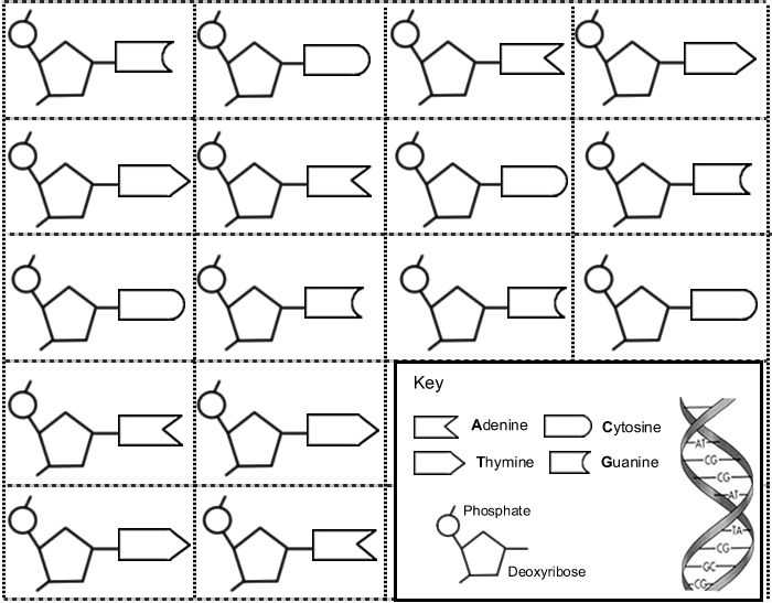 Dna Model Activity Worksheet Answers as Well as 67 Best Science Images On Pinterest