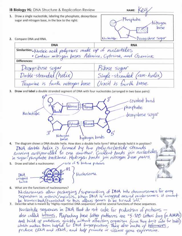 Dna Mutations Practice Worksheet Answers or 43 Dna Mutations Practice Worksheet Answers Fresh