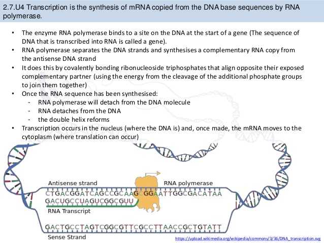 Dna Replication and Transcription Worksheet Answers Along with Bioknowledgy 2 7 Dna Replication Transcription and Translation
