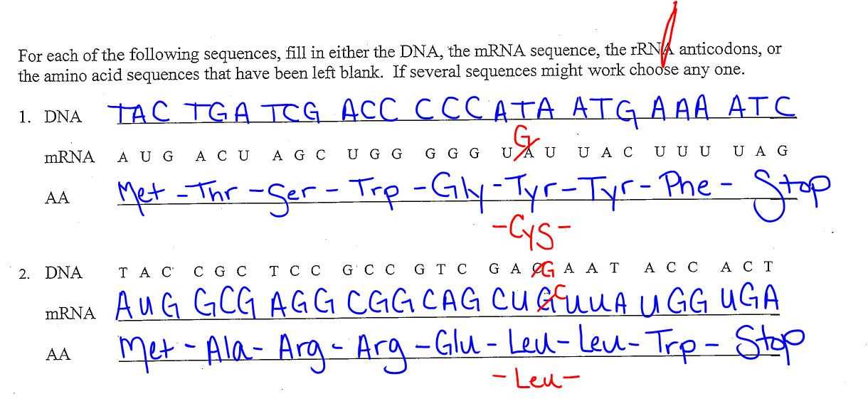 Dna Replication and Transcription Worksheet Answers together with Transcription and Translation Worksheet Answers