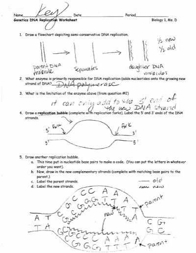 Dna Replication Worksheet Answer Key and Dna Replication Drawing Answer Key Clipartxtras