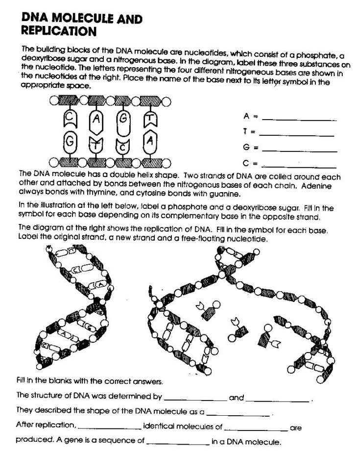 Dna Replication Worksheet Key as Well as Awesome Dna the Molecule Heredity Worksheet Elegant Dna