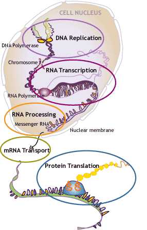 Dna Rna and Proteins Worksheet Answer Key and Dna Rna Protein