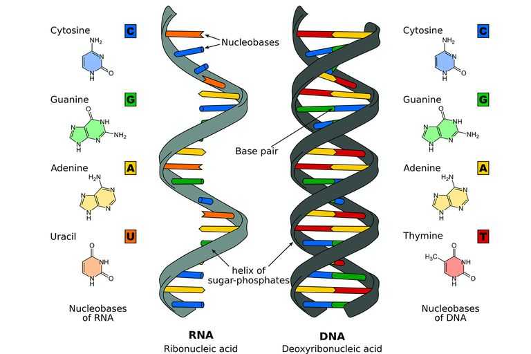 Dna Rna and Proteins Worksheet Answer Key and the Differences Between Dna and Rna