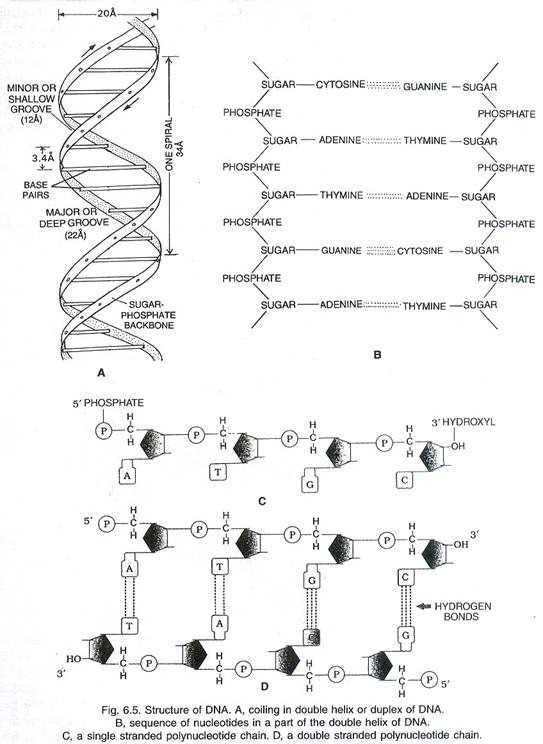 Dna Structure and Function Worksheet Along with Dna Types Structure and Function Of Dna