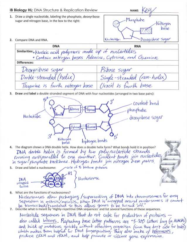 Dna Structure and Replication Worksheet together with Dna Replication Worksheet Worksheets for All