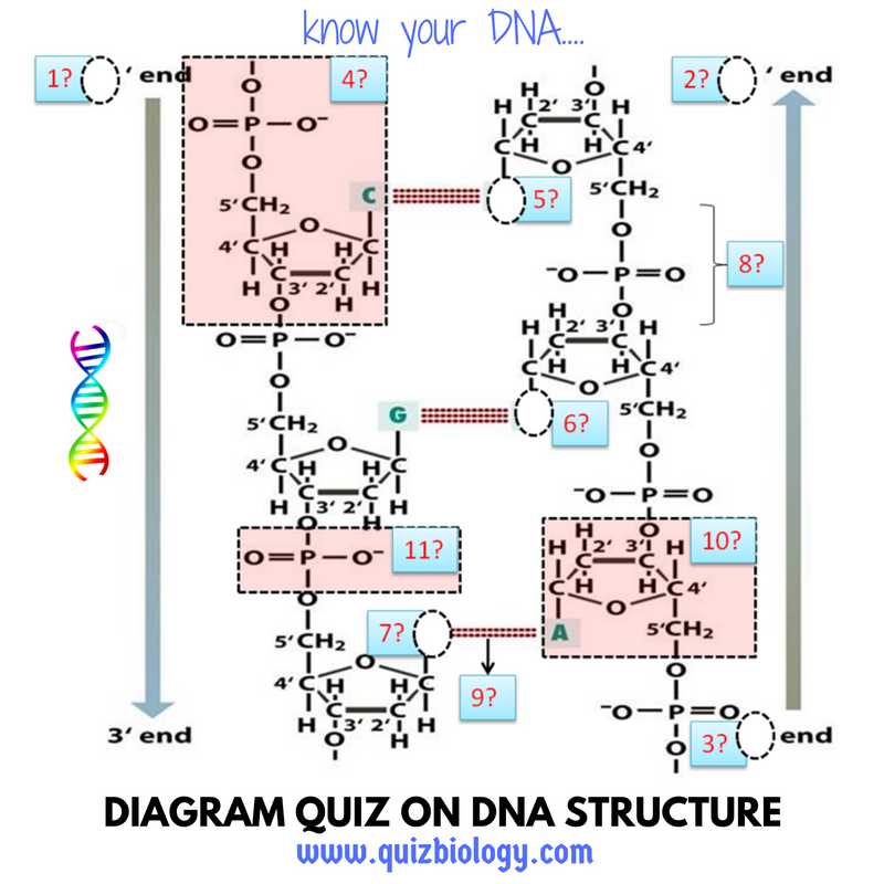 Dna Structure Quiz Worksheet or Worksheets 44 Inspirational Dna the Molecule Heredity Worksheet