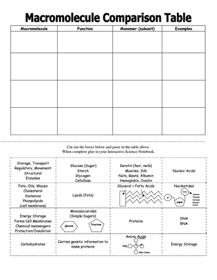 Dna Structure Worksheet and Fresh Macromolecules Worksheet Fresh Dna Structure Foldable Big