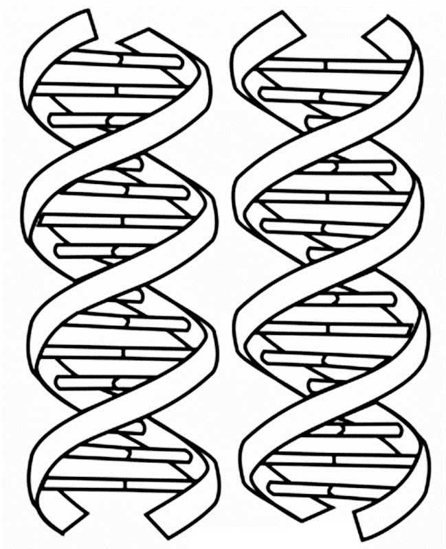Dna the Double Helix Coloring Worksheet Also Of Dna Coloring Pages Coloring Pages Pinterest