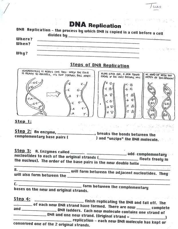 Dna the Double Helix Coloring Worksheet and Dna Coloring Worksheet Biology Junction Worksheet Answers Fungi