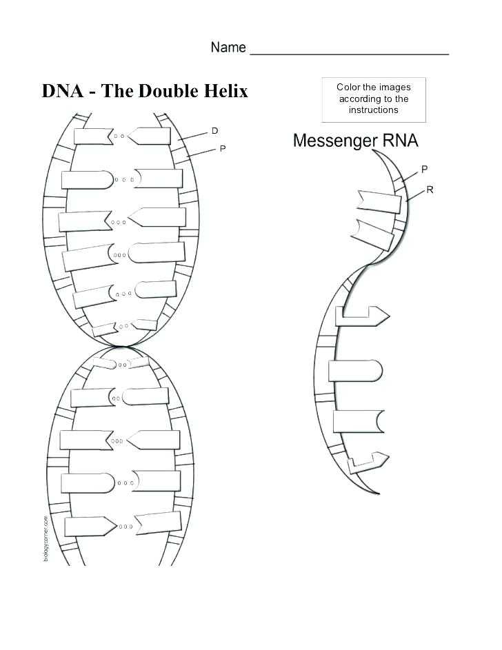 Dna the Double Helix Coloring Worksheet Answer Key Along with Resume