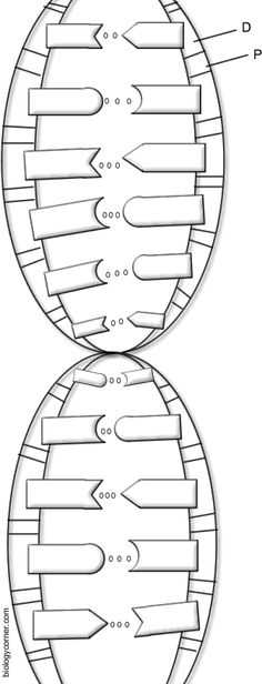 Dna the Double Helix Coloring Worksheet Answers Along with My Nmsi Dna & Rna Models My Biology Class Pinterest