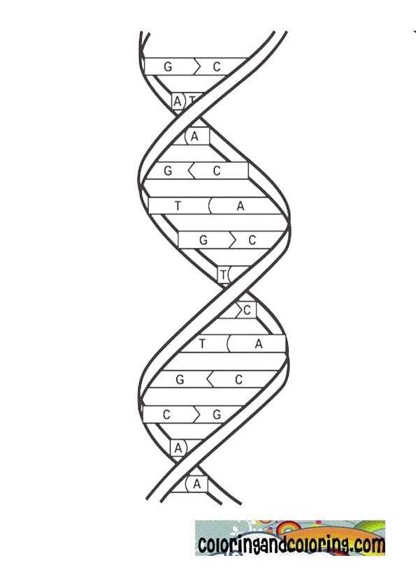 Dna the Double Helix Coloring Worksheet Answers Also 59 Best Fitc Images On Pinterest