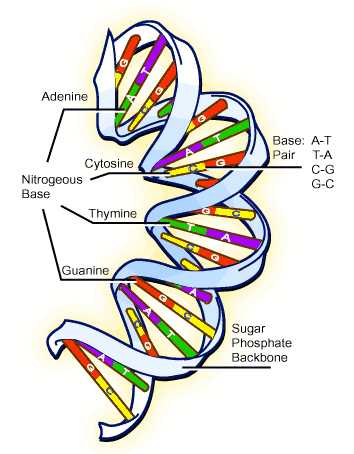 Dna the Double Helix Coloring Worksheet Answers Also A Nucleic Acid that Carries the Genetic Information In the Cell and