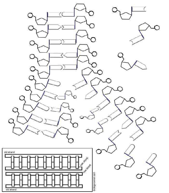 Dna the Double Helix Coloring Worksheet with Transcription and Translation Worksheet Answers