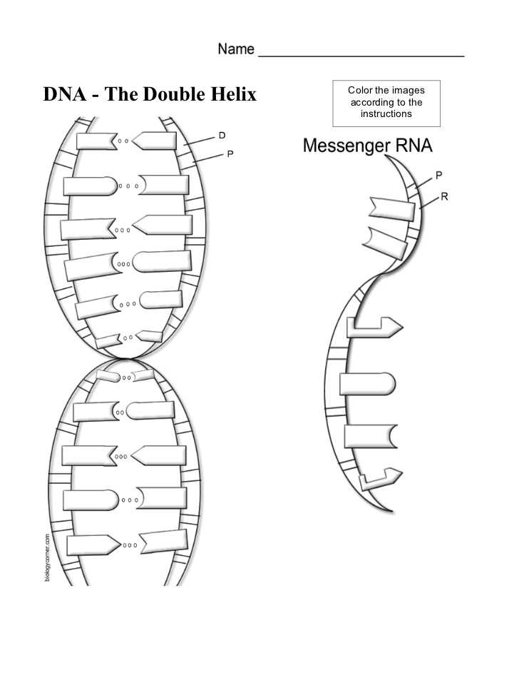 Dna the Double Helix Worksheet Also Dna Coloring Worksheet & 630 X 878 ""sc" 1"st" "alabiasafo