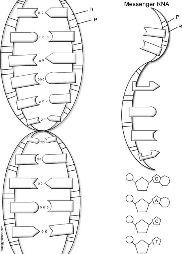Dna the Double Helix Worksheet with Dna Structure Worksheet Payasufo