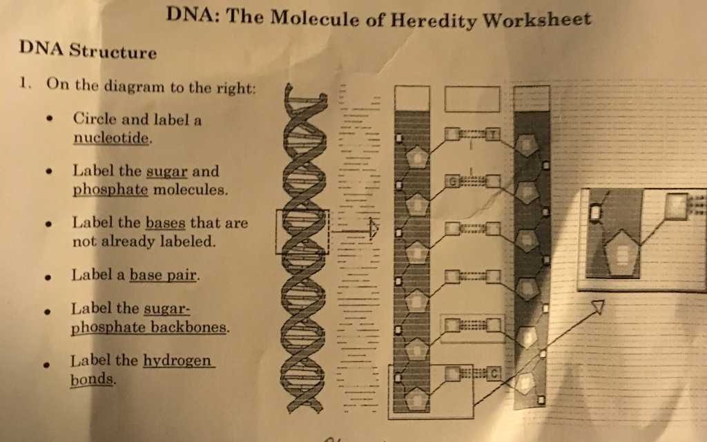 Dna the Molecule Of Heredity Worksheet Along with Dna the Molecule Heredity Worksheet Answers the Best Worksheets