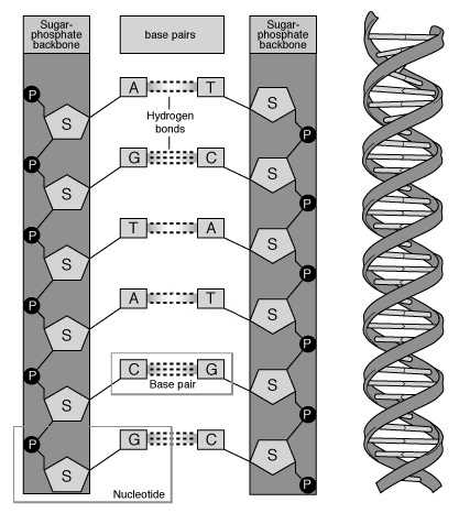Dna the Molecule Of Heredity Worksheet Also the Structure Of Dna