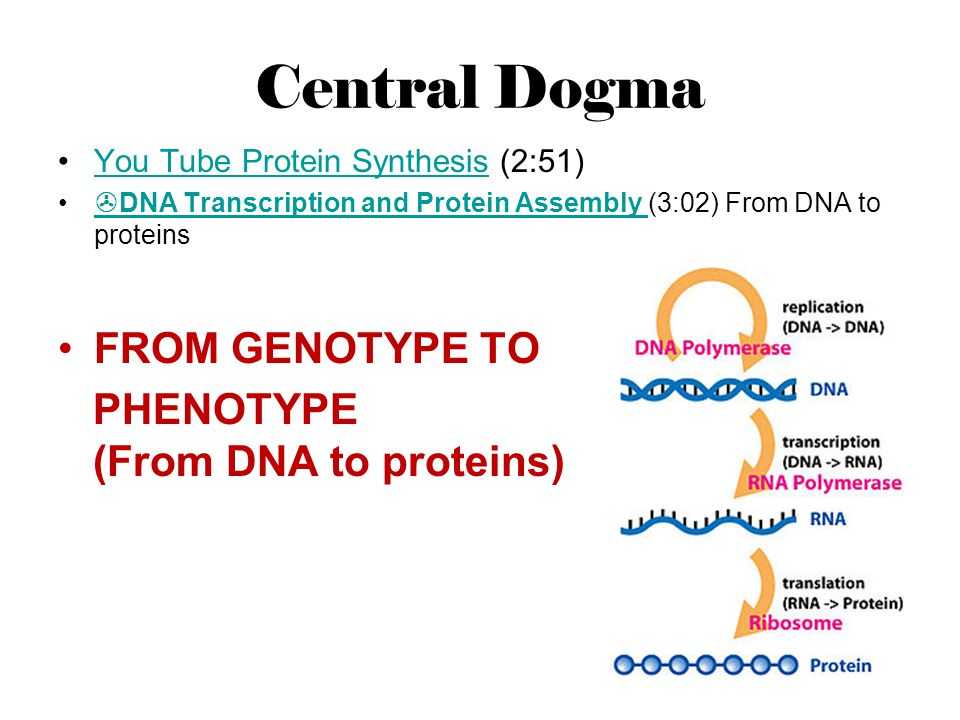 Dna to Rna to Protein Worksheet and From Dna to Protein and Viruses and Bacteria Ppt Video Online