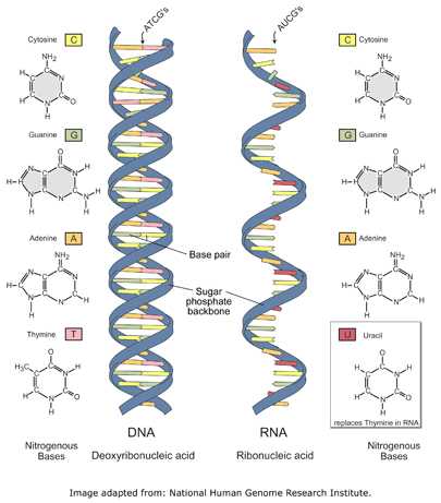 Dna to Rna to Protein Worksheet and Types Of Dna and Rna
