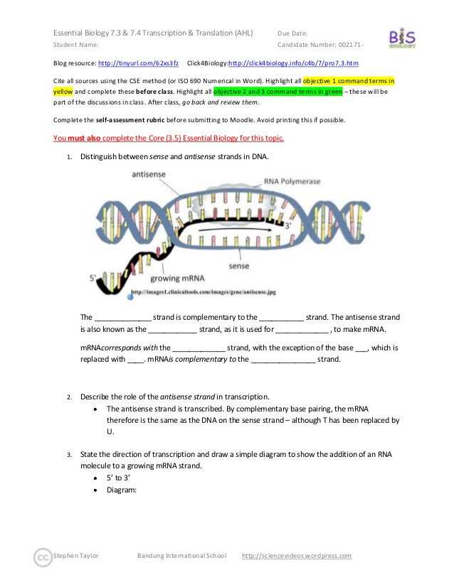 Dna Unit Review Worksheet with Transcription and Translation Worksheet Answers